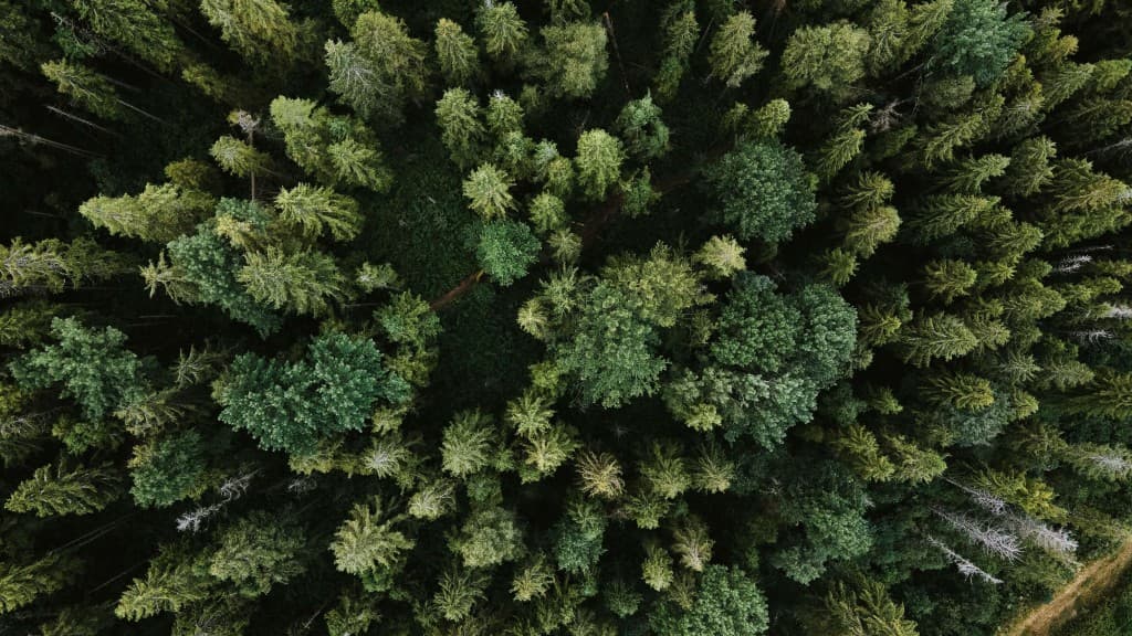 Foresty background